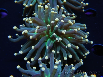 WYSIWYG Euphyllia glabrescens Tiger Gold Tips (Mariculture acclimaté sous LED) 10E3