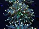 WYSIWYG Euphyllia glabrescens Tiger Gold Tips (Mariculture acclimaté sous LED) 10E3