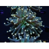 WYSIWYG Euphyllia glabrescens Tiger Gold Tips (Mariculture acclimaté sous LED) 10E3