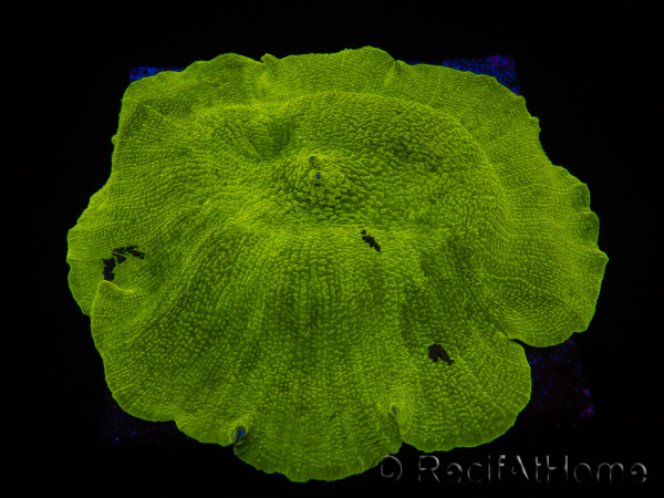 WYSIWYG RAH Giant Elephant Ear Mushroom Discosoma 1 (12 cm)