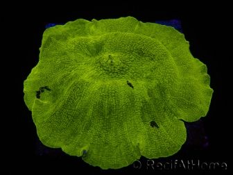 WYSIWYG RAH Giant Elephant Ear Mushroom Discosoma 1 (12 cm)