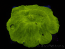 WYSIWYG RAH Giant Elephant Ear Mushroom Discosoma 1 (12 cm)
