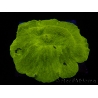 WYSIWYG RAH Giant Elephant Ear Mushroom Discosoma 1 (12 cm)