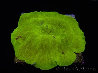 WYSIWYG RAH Giant Elephant Ear Mushroom Discosoma 1 (12 cm)