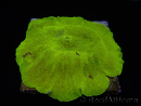 WYSIWYG RAH Giant Elephant Ear Mushroom Discosoma 1 (12 cm)