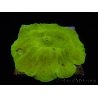 WYSIWYG RAH Giant Elephant Ear Mushroom Discosoma 1 (12 cm)