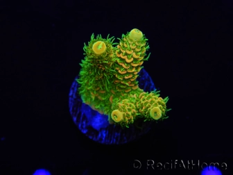 WYSIWYG RAH Acropora millepora Sunset 5O1