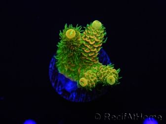 WYSIWYG RAH Acropora millepora Sunset 5O1
