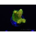 WYSIWYG RAH Acropora millepora Sunset 5O1