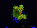 WYSIWYG RAH Acropora millepora Sunset 5O1