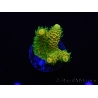 WYSIWYG RAH Acropora millepora Sunset 5O1