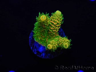 WYSIWYG RAH Acropora millepora Sunset 5O1