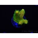 WYSIWYG RAH Acropora millepora Sunset 5O1