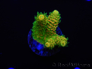 WYSIWYG RAH Acropora millepora Sunset 5O1