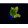 WYSIWYG RAH Acropora millepora Sunset 5O1