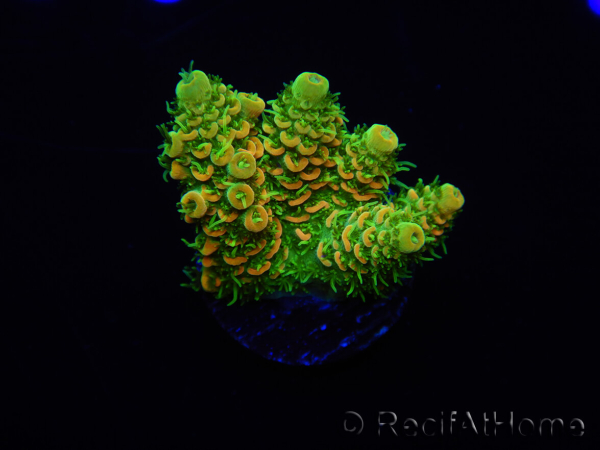 WYSIWYG RAH Acropora millepora Sunset 5O2