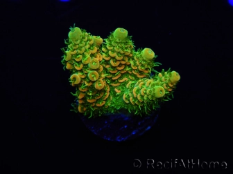 WYSIWYG RAH Acropora millepora Sunset 5O2