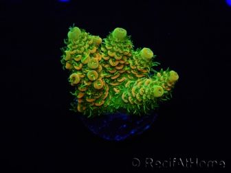 WYSIWYG RAH Acropora millepora Sunset 5O2