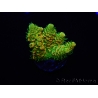 WYSIWYG RAH Acropora millepora Sunset 5O2