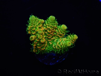 WYSIWYG RAH Acropora millepora Sunset 5O2
