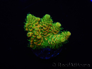 WYSIWYG RAH Acropora millepora Sunset 5O2