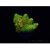 WYSIWYG RAH Acropora millepora Sunset 5O2