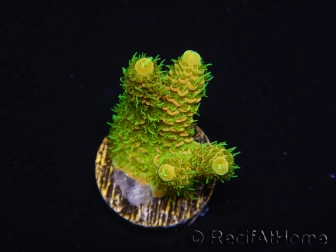 WYSIWYG RAH Acropora millepora Sunset 5O1
