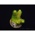 WYSIWYG RAH Acropora millepora Sunset 5O1