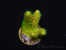 WYSIWYG RAH Acropora millepora Sunset 5O1