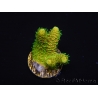 WYSIWYG RAH Acropora millepora Sunset 5O1