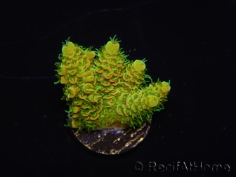 WYSIWYG RAH Acropora millepora Sunset 5O2