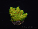 WYSIWYG RAH Acropora millepora Sunset 5O2