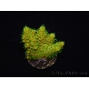 WYSIWYG RAH Acropora millepora Sunset 5O2