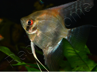 Scalaire mix - Pterophyllum scalare (Amérique du Sud)