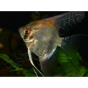 Scalaire mix - Pterophyllum scalare (Amérique du Sud)