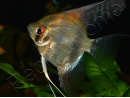 Scalaire mix - Pterophyllum scalare (Amérique du Sud)