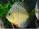 Discus 10 cm élevage Vietnam (Amérique du Sud)