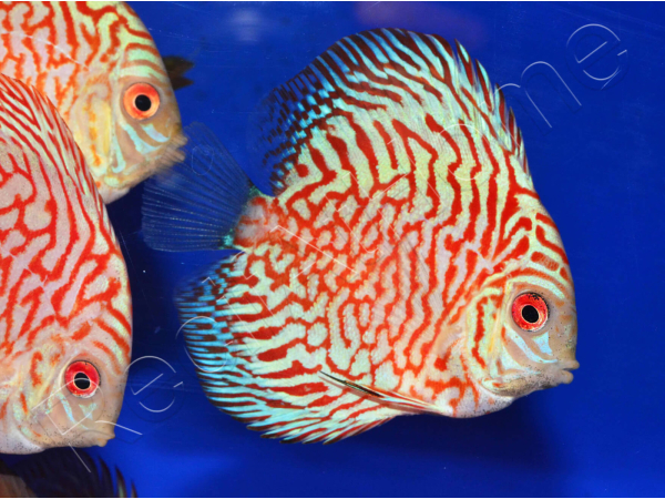 Discus 10 cm élevage Vietnam (Amérique du Sud)