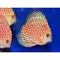 Discus 10 cm élevage Vietnam (Amérique du Sud)