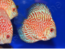 Discus 10 cm élevage Vietnam (Amérique du Sud)