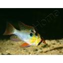 Ramirezi - Mikrogeophagus ramirezi (Amérique du Sud)