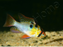 Ramirezi - Mikrogeophagus ramirezi (Amérique du Sud)