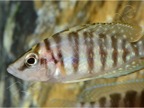 Altolamprologus calvus - Altolamprologus calvus Black (Tanganyika)