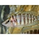 Altolamprologus calvus - Altolamprologus calvus Black (Tanganyika)