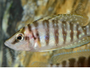 Altolamprologus calvus - Altolamprologus calvus Black (Tanganyika)