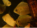 Metynnis hypsauchen (Amérique du Sud)