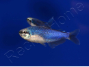 Inpaichthys kerri - tétra empereur (Amérique du Sud)