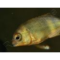 Paretroplus menarambo (Madagascar) 