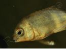 Paretroplus menarambo (Madagascar) 