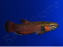 Betta albimarginata couple  (Asie)